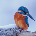  - Harte Zeiten für den Eisvogel -