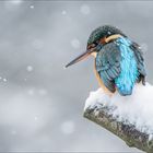 Harte Zeiten für den Eisvogel