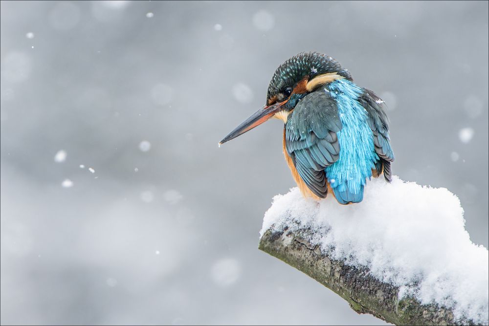 Harte Zeiten für den Eisvogel