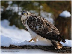 --- Harte Zeiten für die Vogelwelt ---