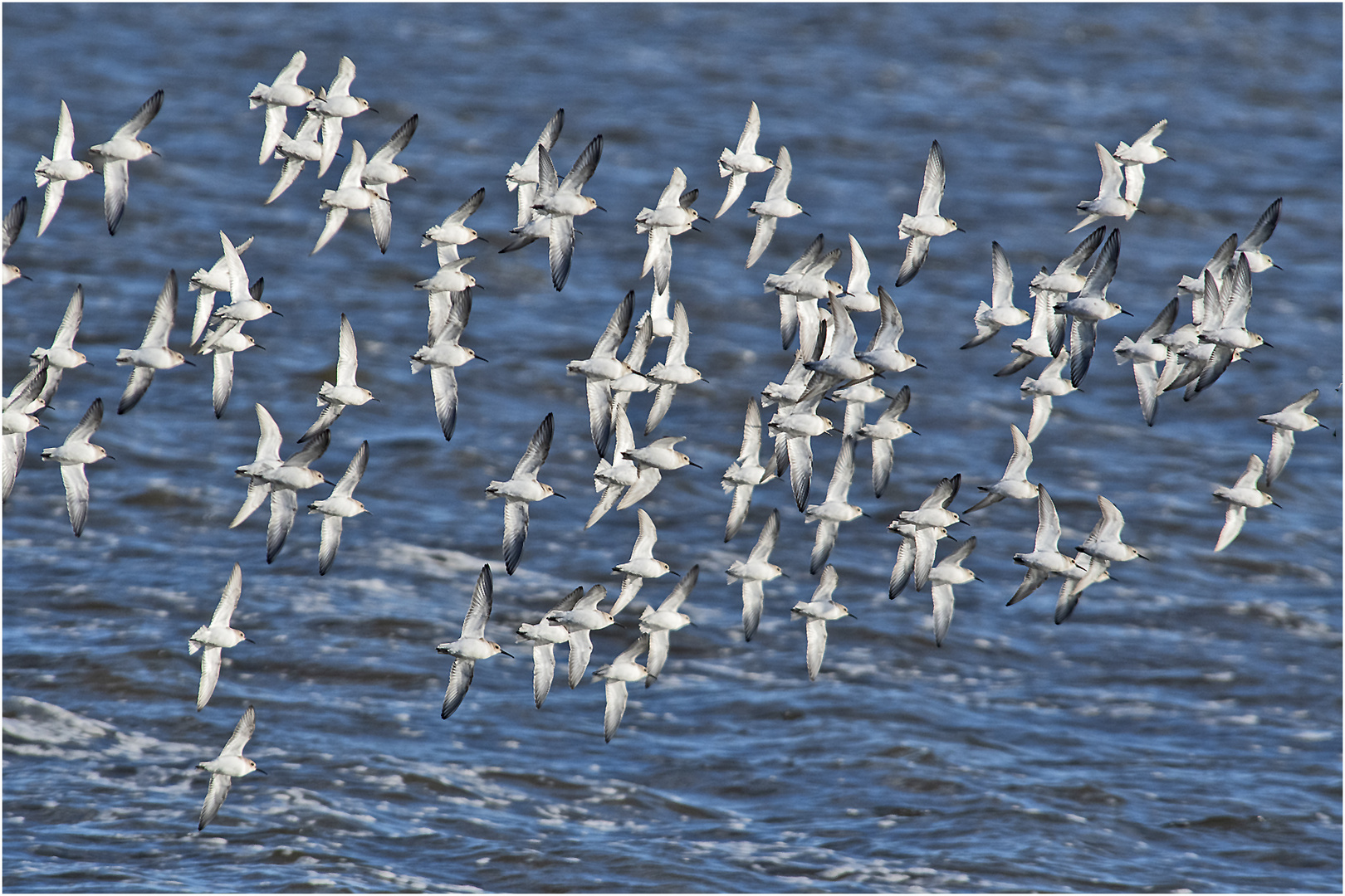 Harte Zeiten haben die Alpenstrandläufer . . .(Calidris alpina) 