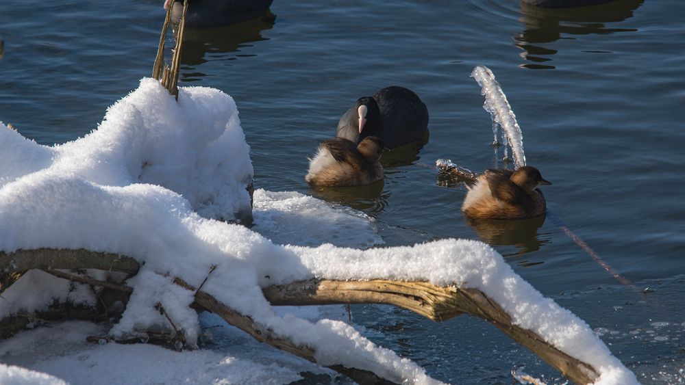 Harte Zeiten im Winter ?