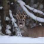 harte Zeiten... Rehbock *Capreolus capreolus*