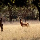 Hartebeest A