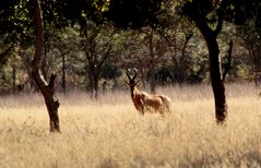 Hartebeest A