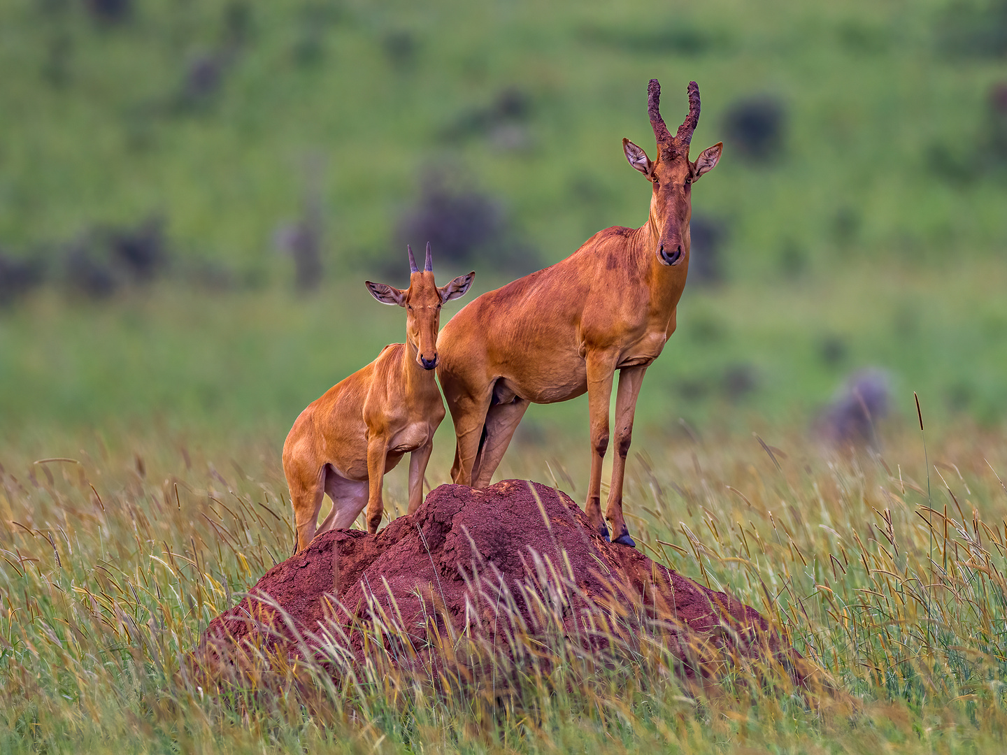 Hartebeest