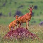 Hartebeest