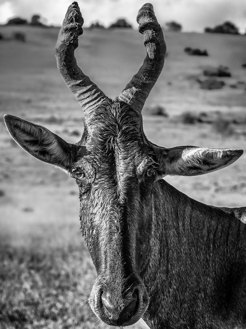 Hartebeest