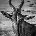 Hartebeest