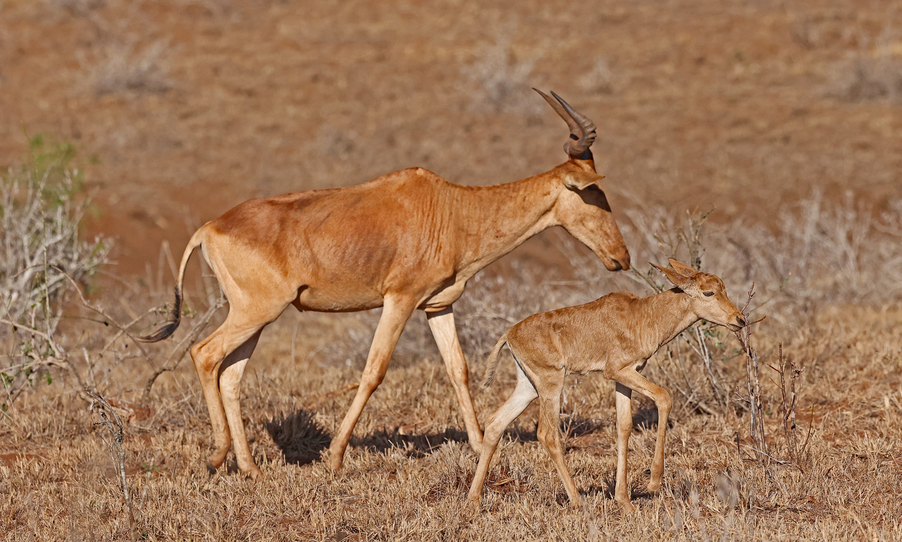 Hartebeest with offspring