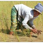 Harter Alltag - Siem Reap, Kambodscha