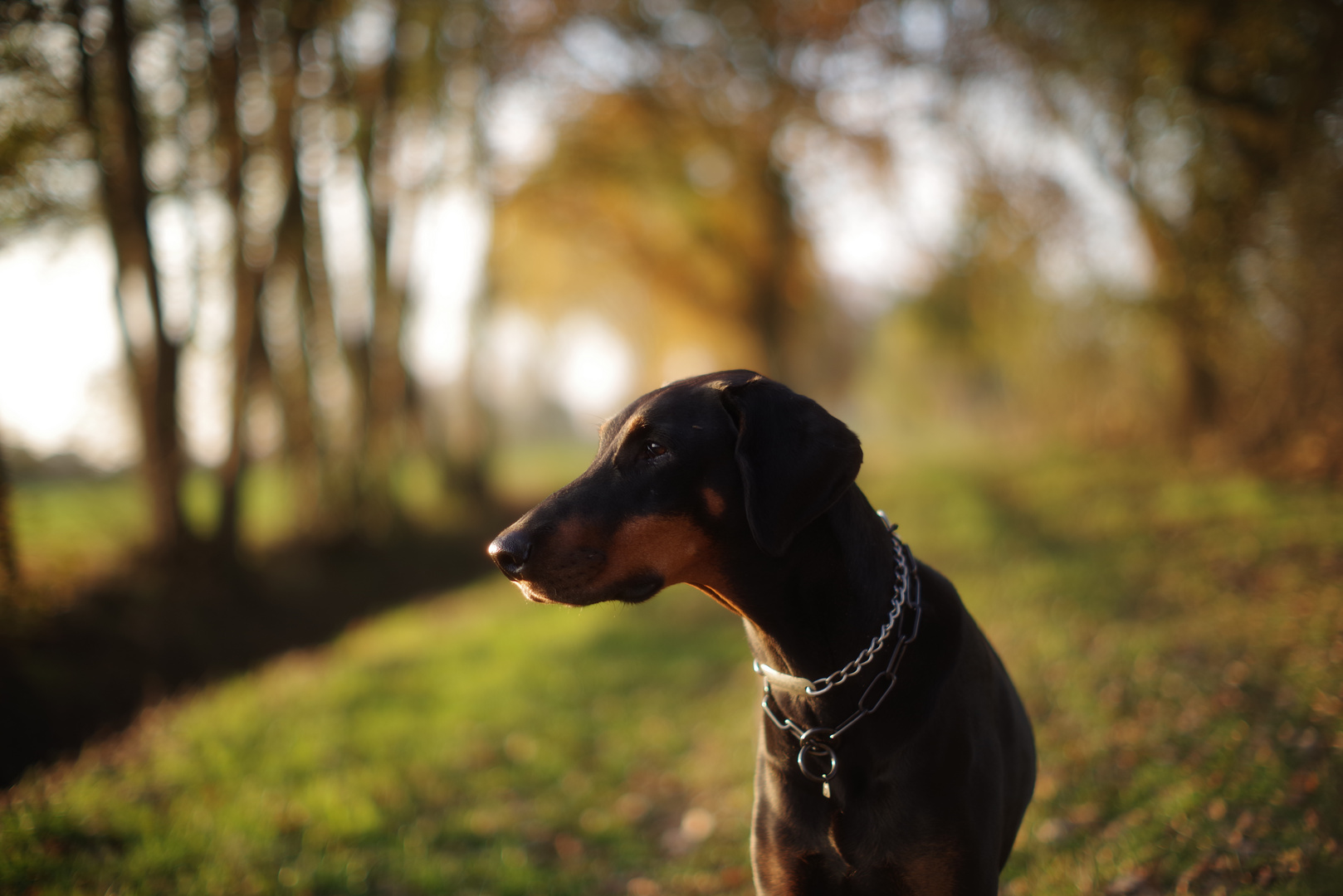 harter Dobermann ganz weich