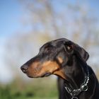 harter Dobermann ganz weich II