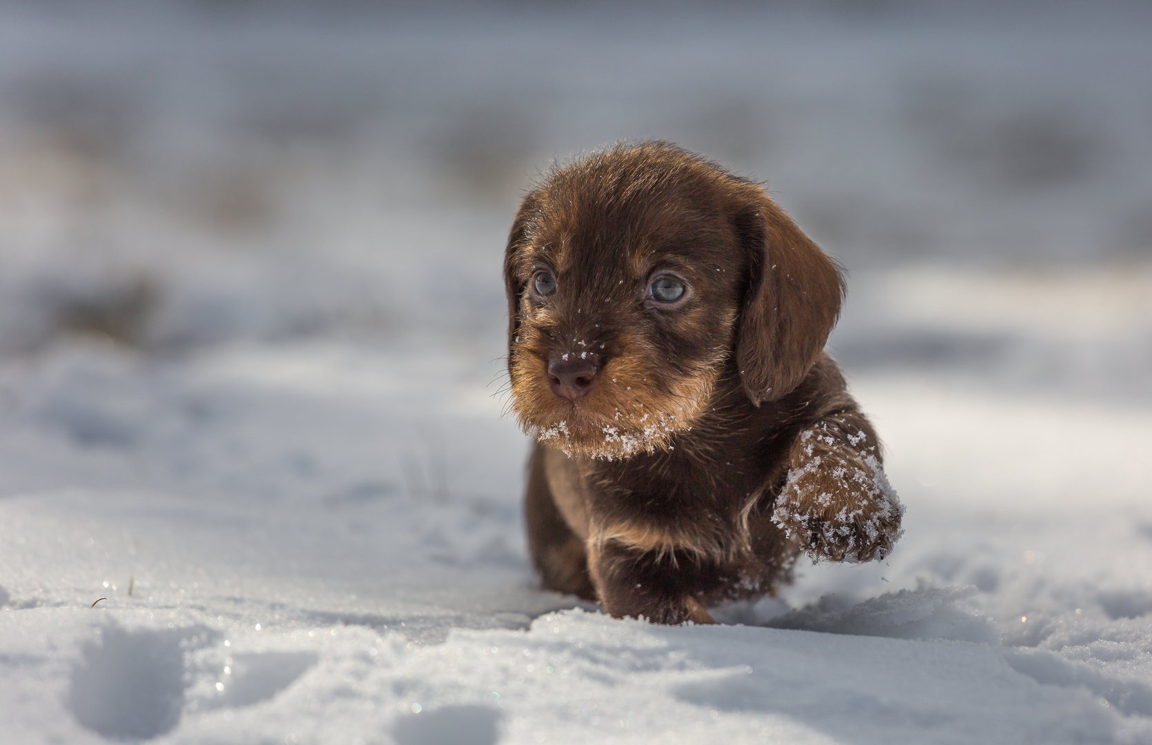 Harter Hund Foto & Bild fotos, winter, hunde Bilder auf