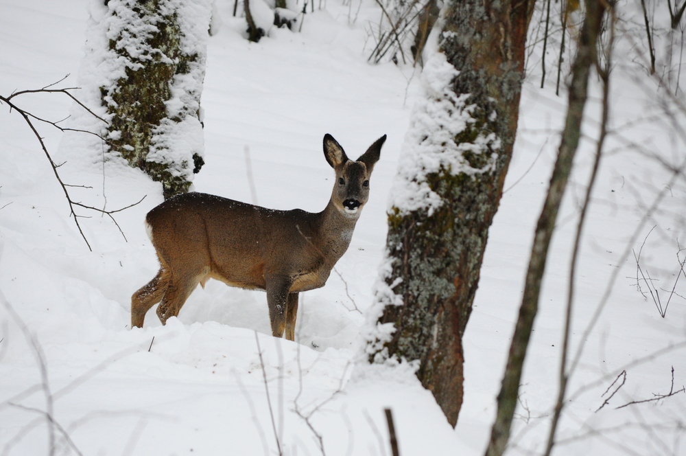 Harter Winter ... nicht nur für Rehe