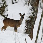 Harter Winter ... nicht nur für Rehe