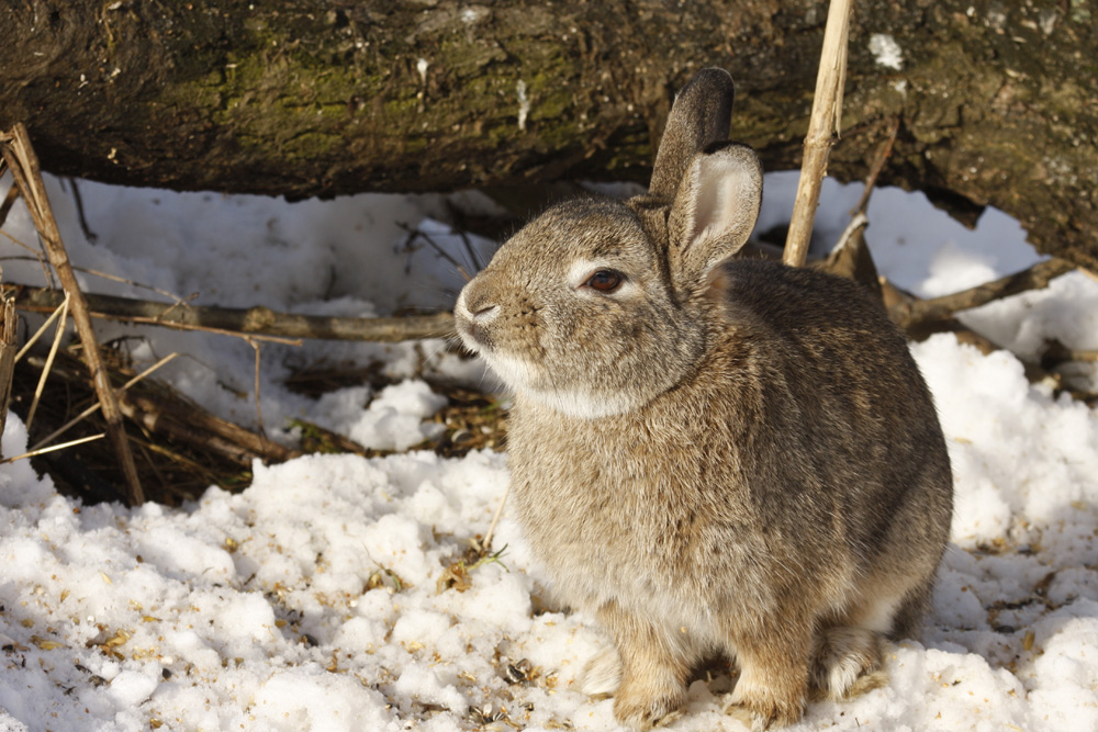 "Harter Winter!?" - Wildkaninchen