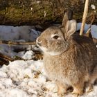 "Harter Winter!?" - Wildkaninchen