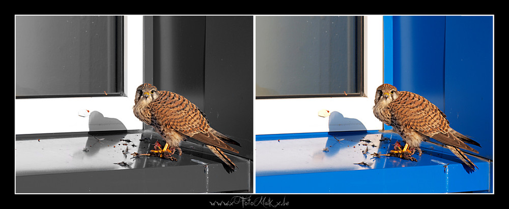 Hartes leben der Kleinen Vögel, Turmfalken Weibchen beim fressen...