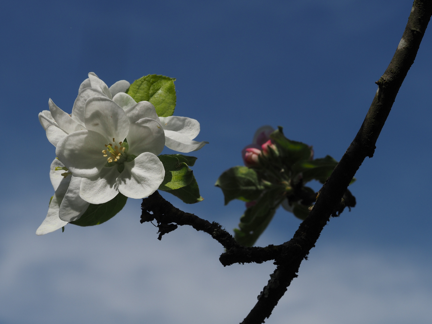 Hartes Licht: Apfelblüte