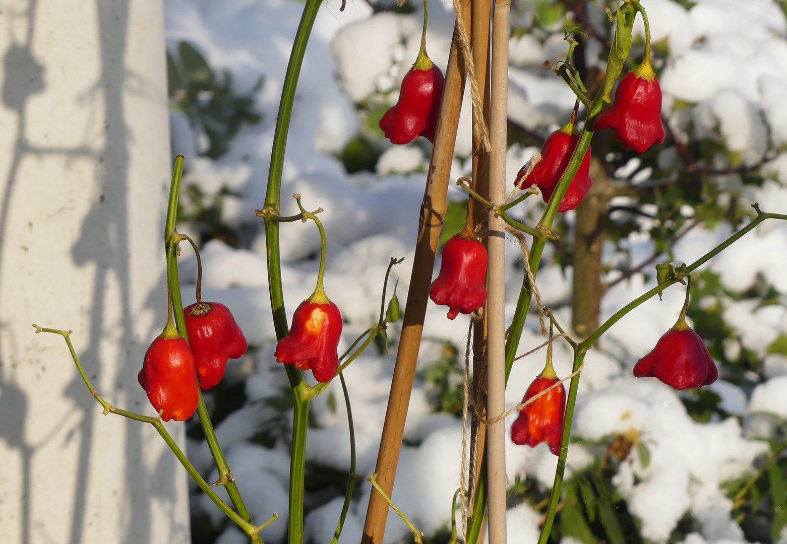 Hartgefrorene Bellpeppers