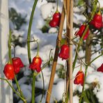 Hartgefrorene Bellpeppers