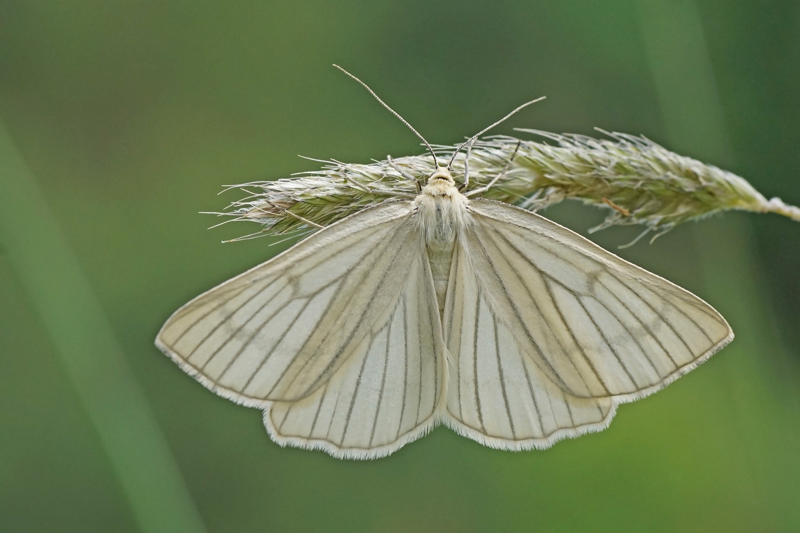 Hartheu-oder Linienspanner (Siona lineata)