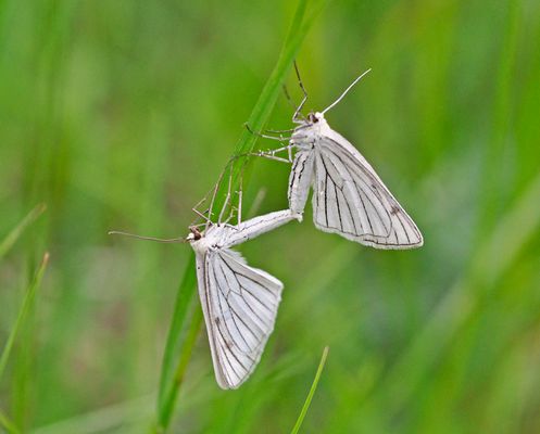 Hartheu-spannen Paarung.