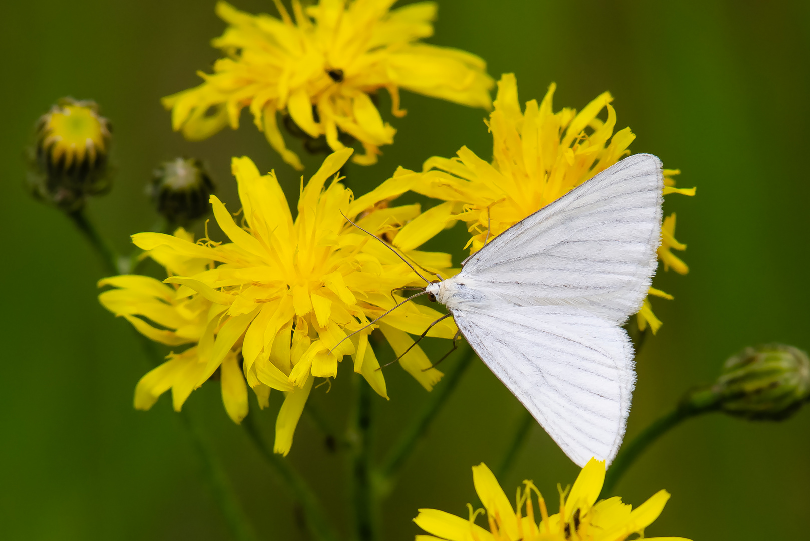 HartheuSpanner Foto & Bild tiere, wildlife, schmetterlinge Bilder