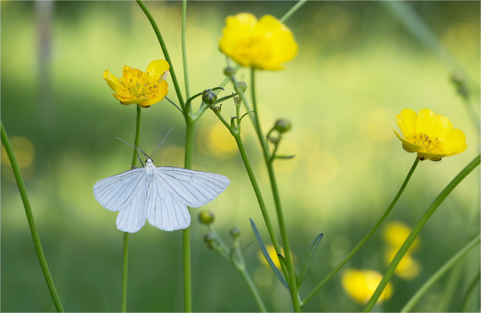 HartheuSpanner Foto & Bild tiere, wildlife, schmetterlinge Bilder