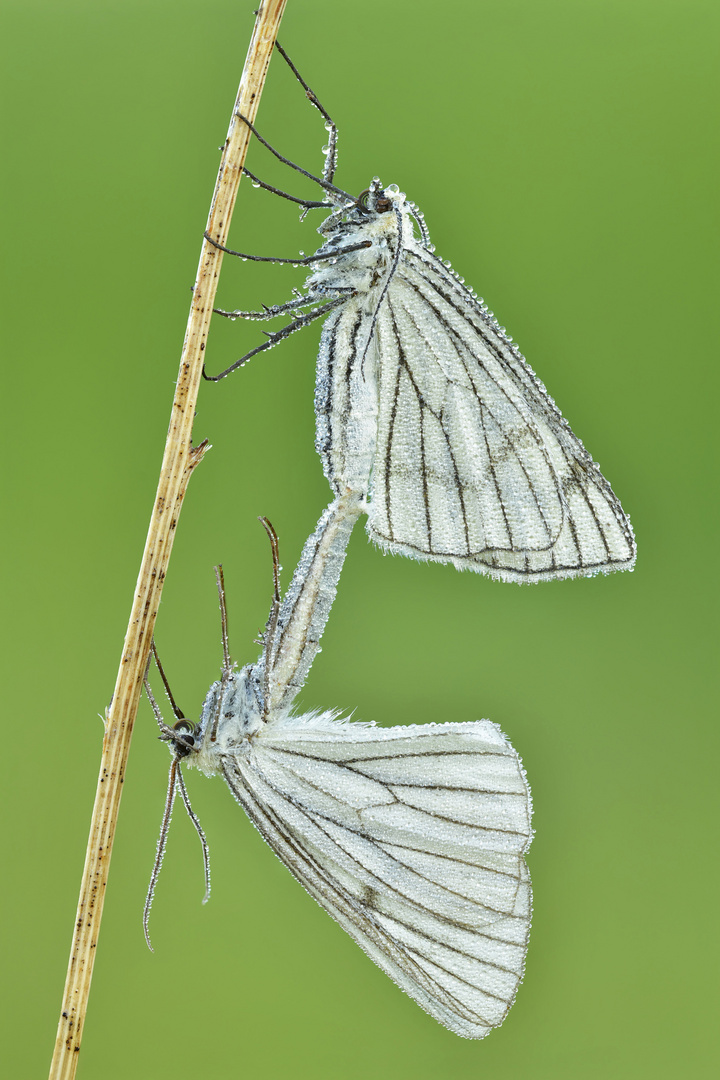 HartheuSpanner Paarung Foto & Bild tiere, wildlife, schmetterlinge