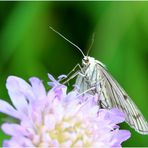 Hartheu-Spanner (Siona lineata)...