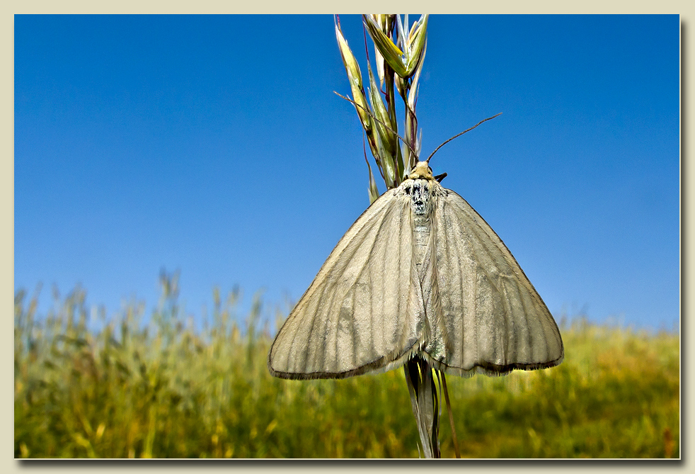 Hartheu-Spanner (Siona lineata)