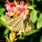 Hartheu Spanner (Siona lineata)