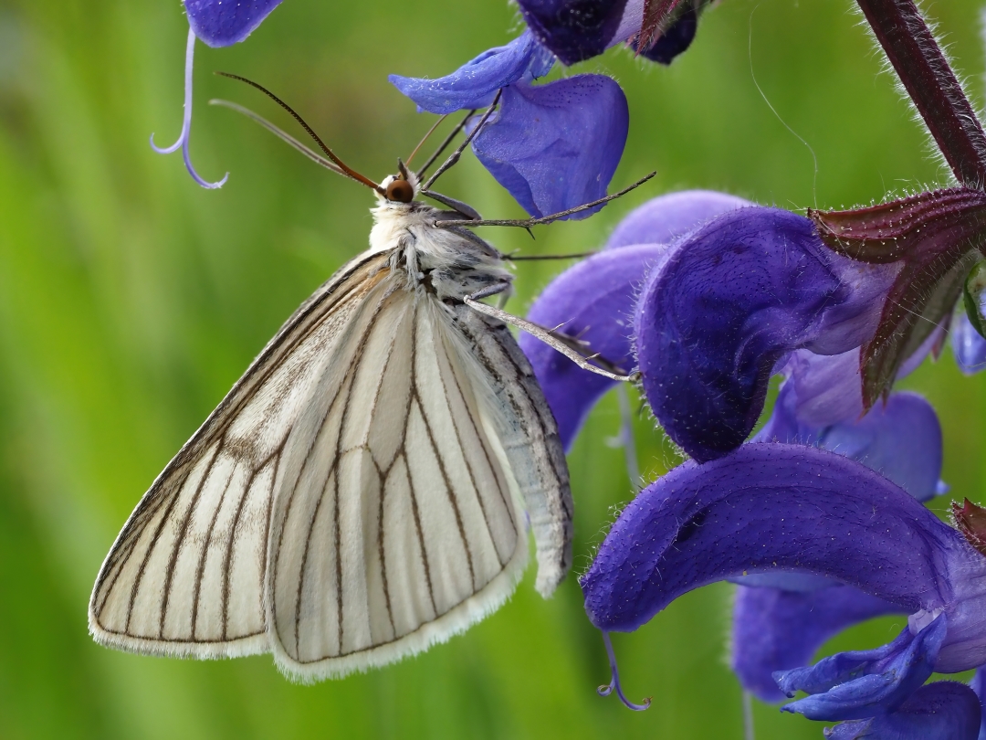 Hartheu-Spanner (Siona lineata)