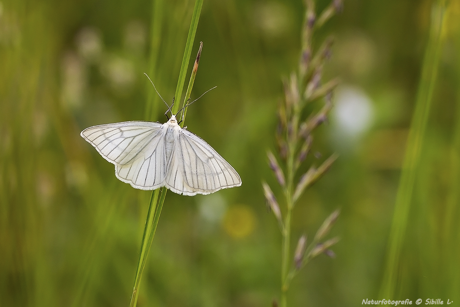  Hartheu-Spanner (Siona lineata)