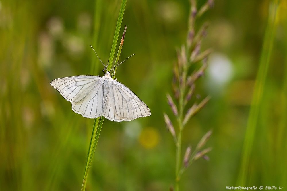  Hartheu-Spanner (Siona lineata)