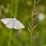  Hartheu-Spanner (Siona lineata)