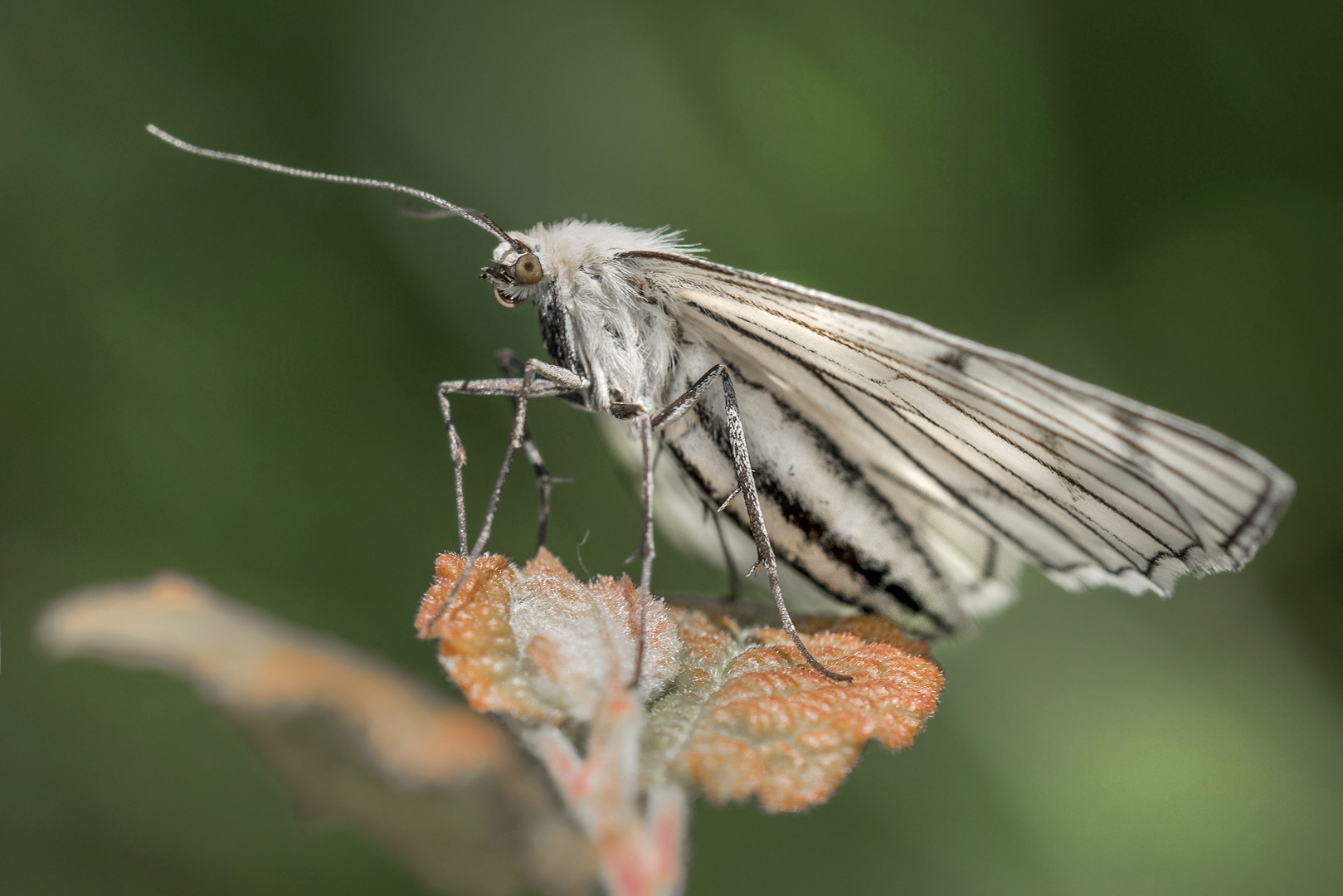 Hartheu-Spanner (Siona lineata)