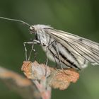 Hartheu-Spanner (Siona lineata)