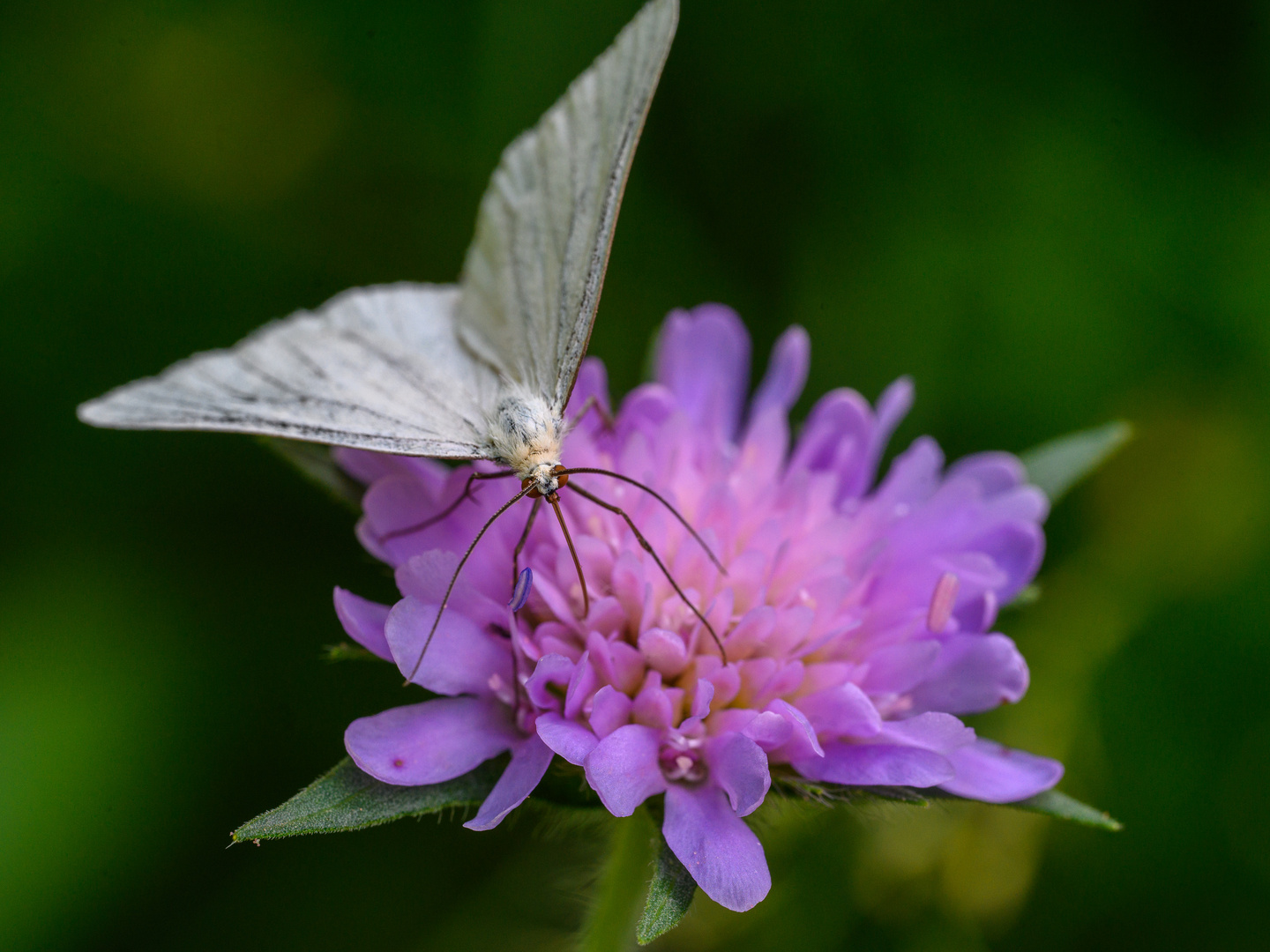 Hartheu-Spanner (Siona lineata), auch Schwarzaderspanner genannt