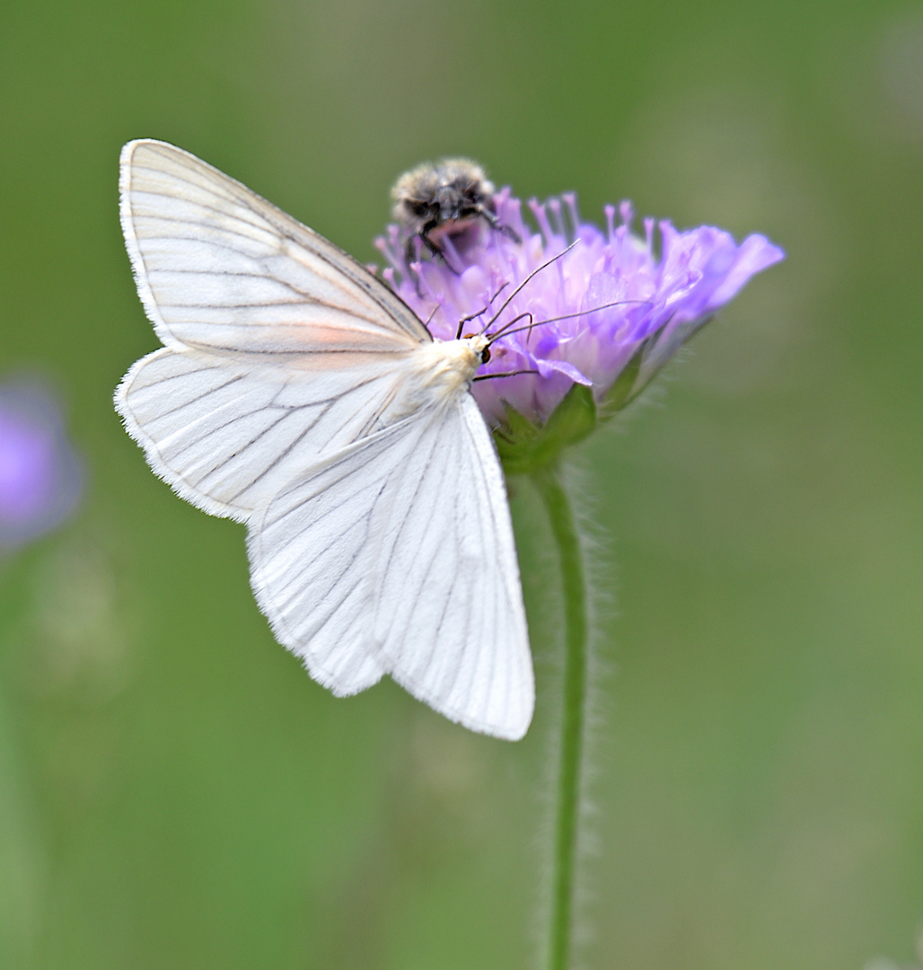 Hartheu-Spanner, Siona lineata