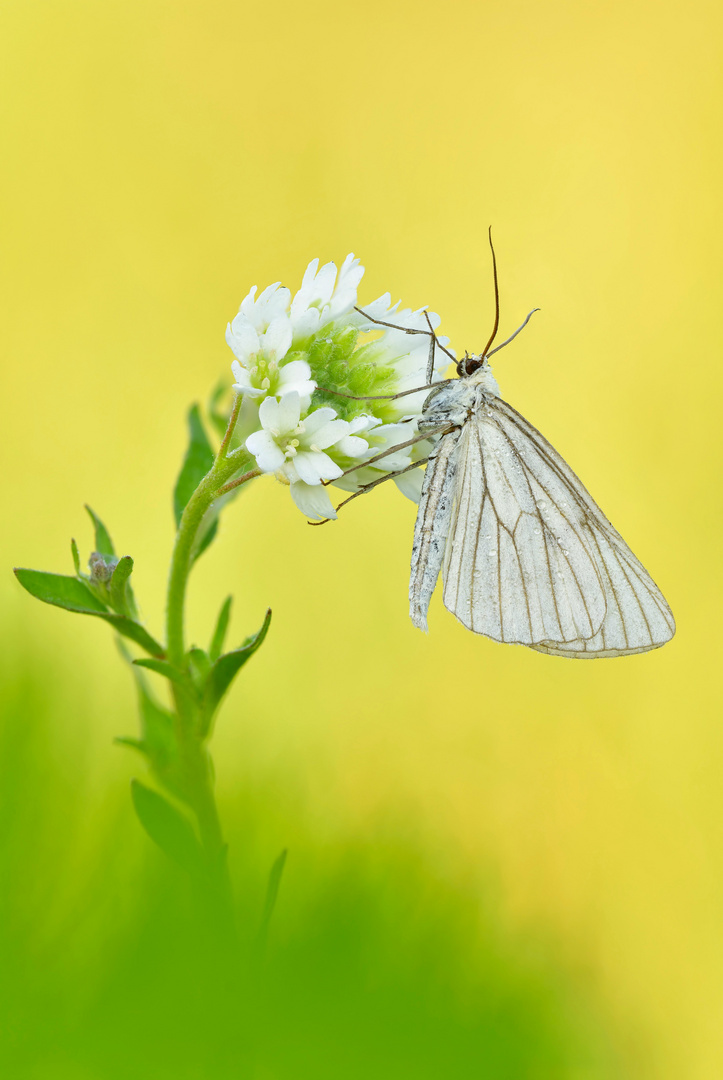 Hartheu-Spanner - Siona lineata