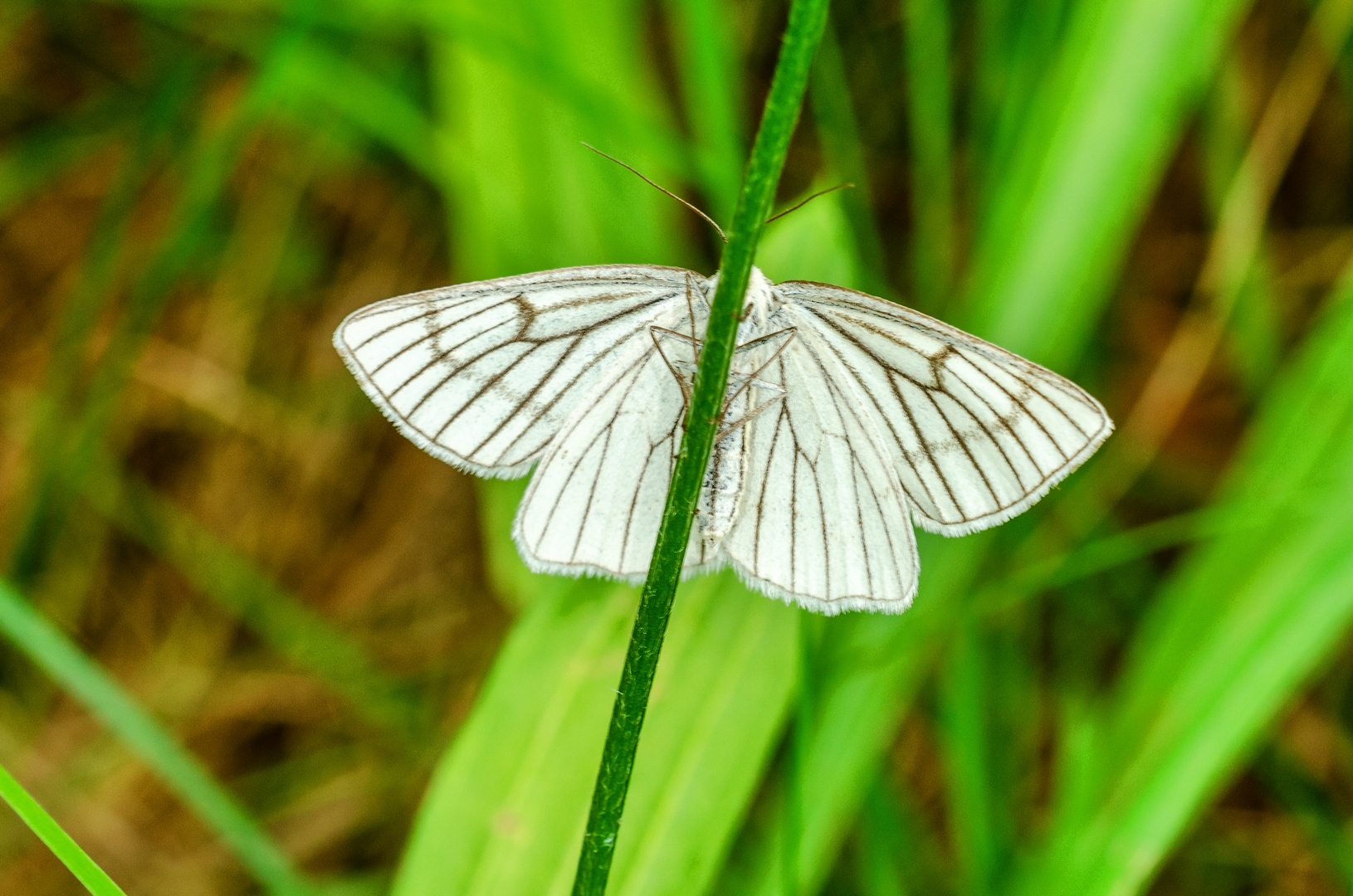 Hartheu-Spanner (Siona lineata)