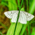 Hartheu-Spanner (Siona lineata)