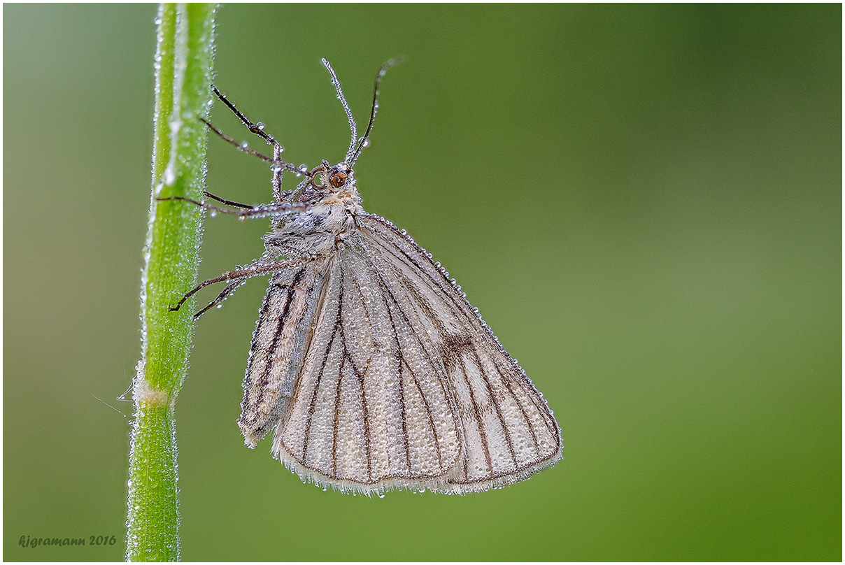 hartheu-spanner (siona lineata)....