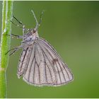 hartheu-spanner (siona lineata)....