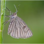 hartheu-spanner (siona lineata)....