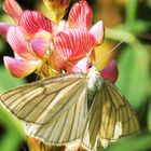 Hartheu Spanner (Siona lineata)