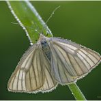 Hartheu-Spanner (Siona lineata) II.....